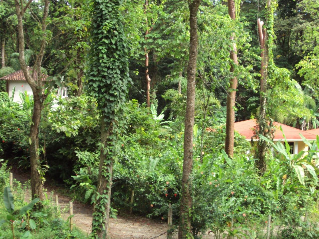 La Perla Del Caribe Villa Puerto Viejo de Talamanca Buitenkant foto