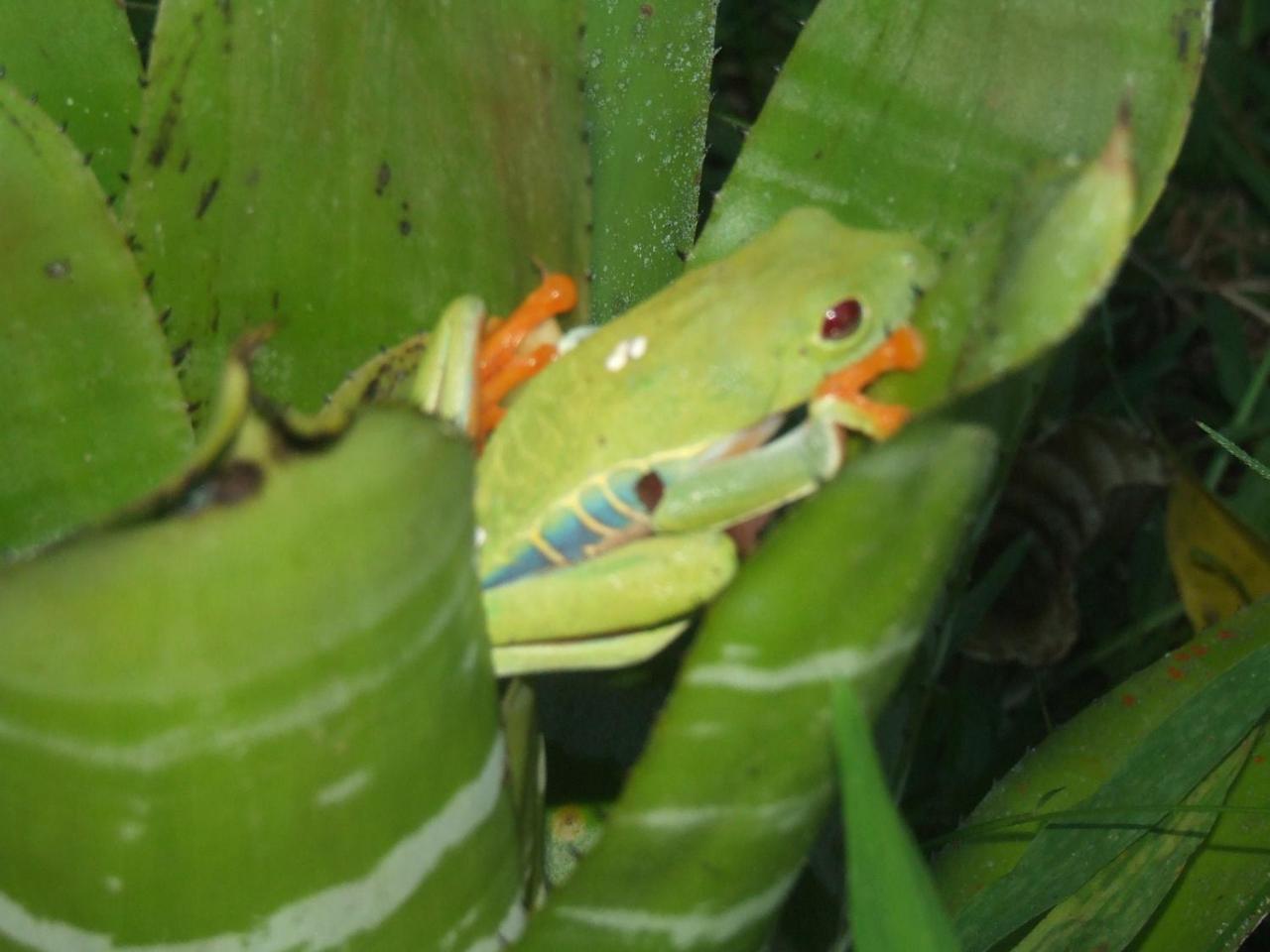 La Perla Del Caribe Villa Puerto Viejo de Talamanca Buitenkant foto